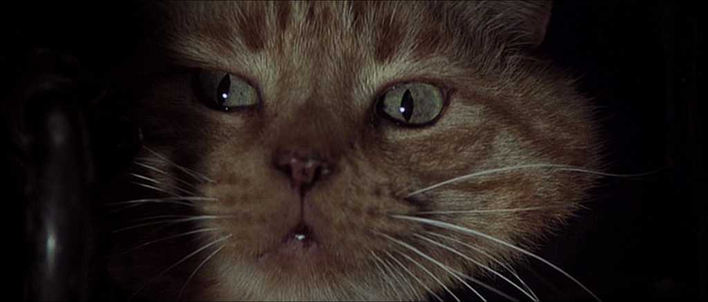 Film Genre Analysis: What Sets Horror and Thriller Apart? 7 Close-up of Jonesy the cat from Alien, wide-eyed in the dark