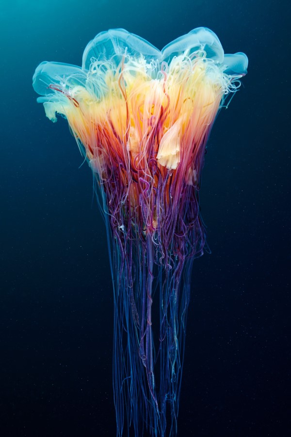 Scyphozoan jellyfish Lions mane jellyfish Cyanea-capillata. Photographer: Alexander Semenov.