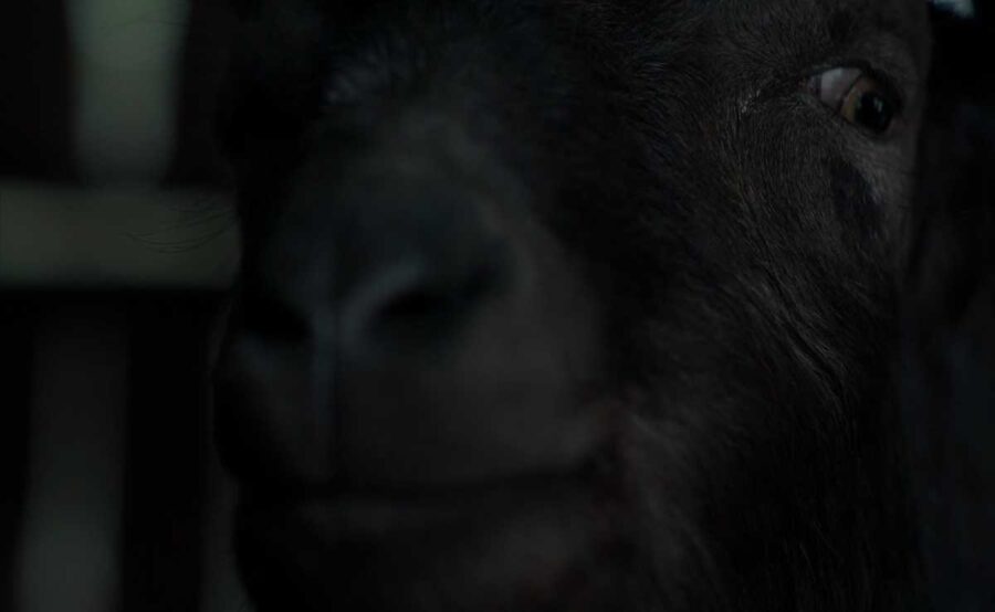 What Is an Antagonist? Meaning, Role & Film Examples 11 A black goat stands in a dim setting, watched with suspicion and fear.