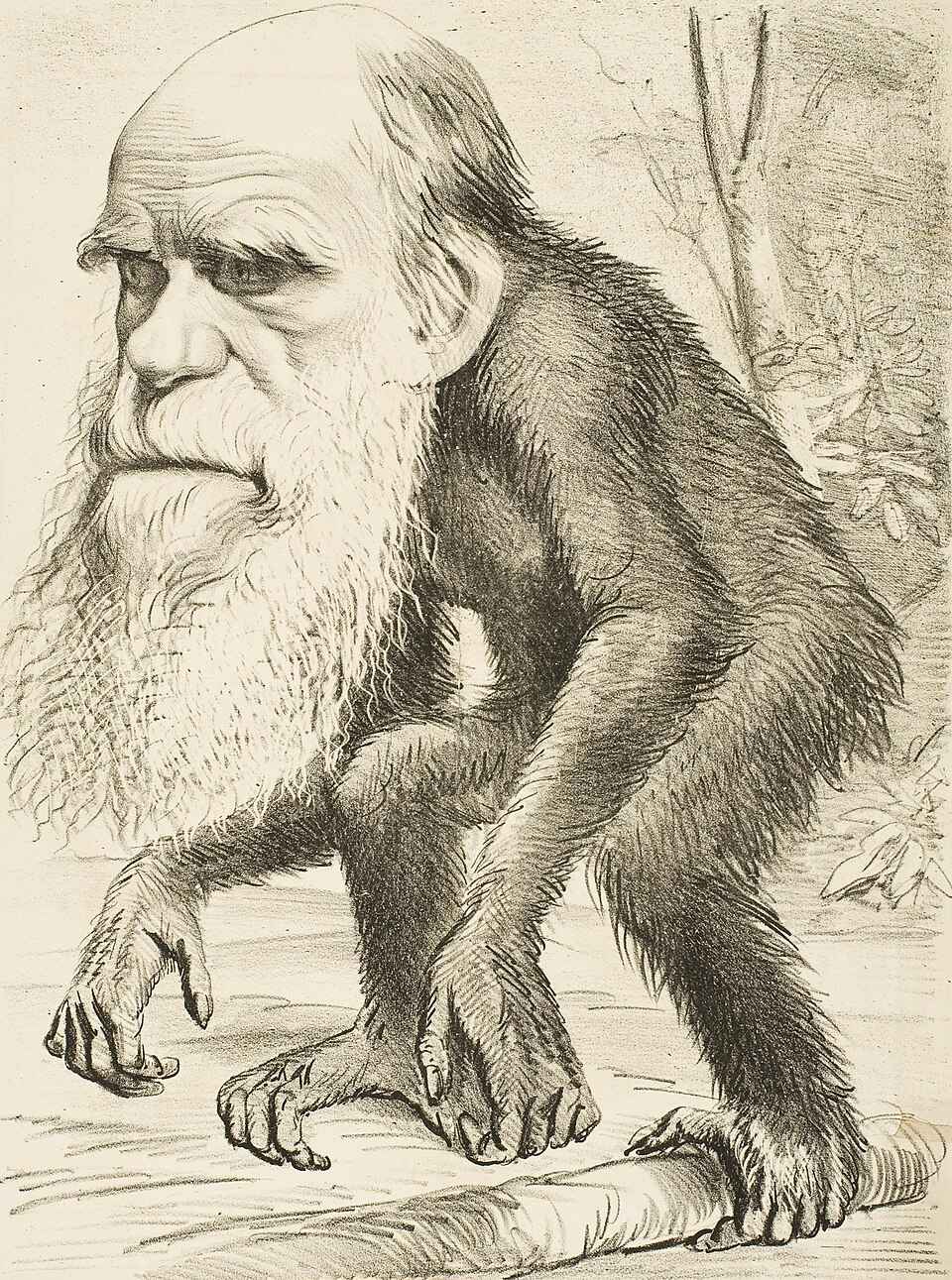 What Is Naturalism in Art? Definition, Origins & Key Works 4 Satirical drawing of Charles Darwin’s head on an ape’s body