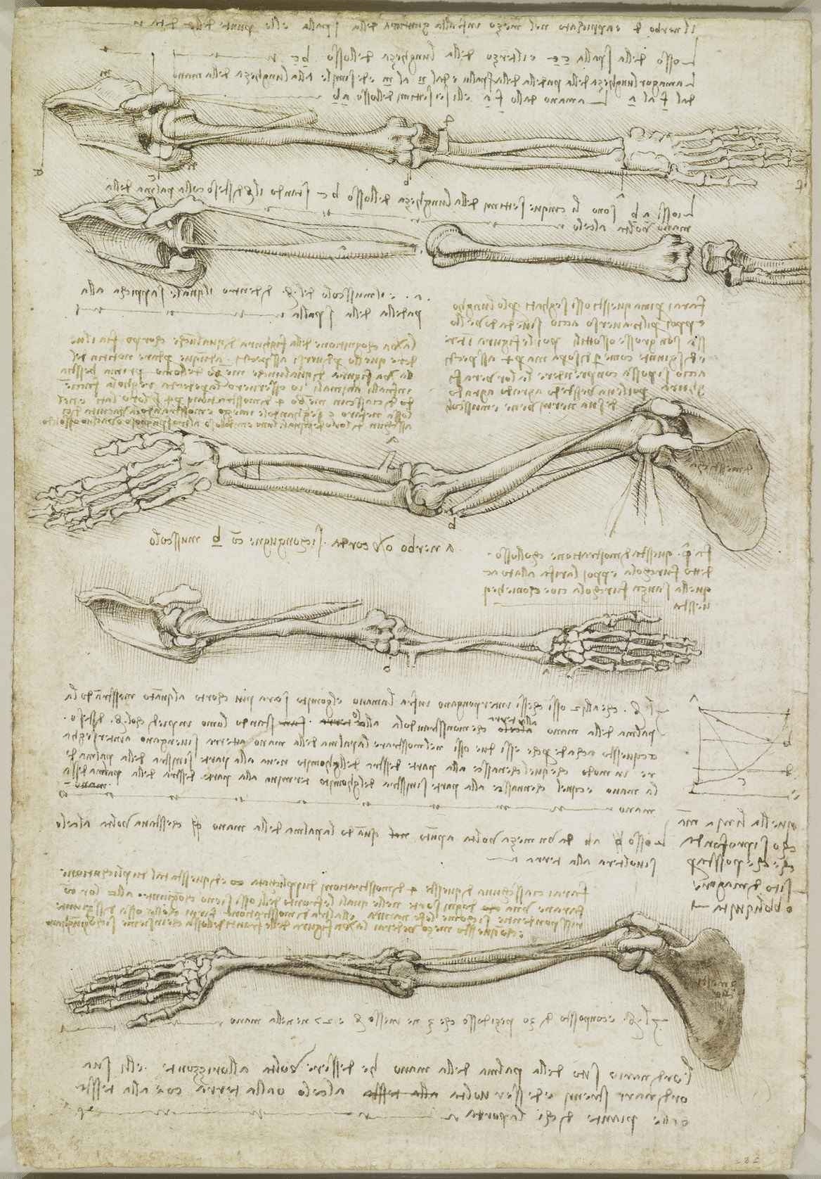 What Was the Renaissance? Definition, Art & Legacy 7 Anatomical sketches of human arm bones and muscles with mirror-written notes by Leonardo da Vinci