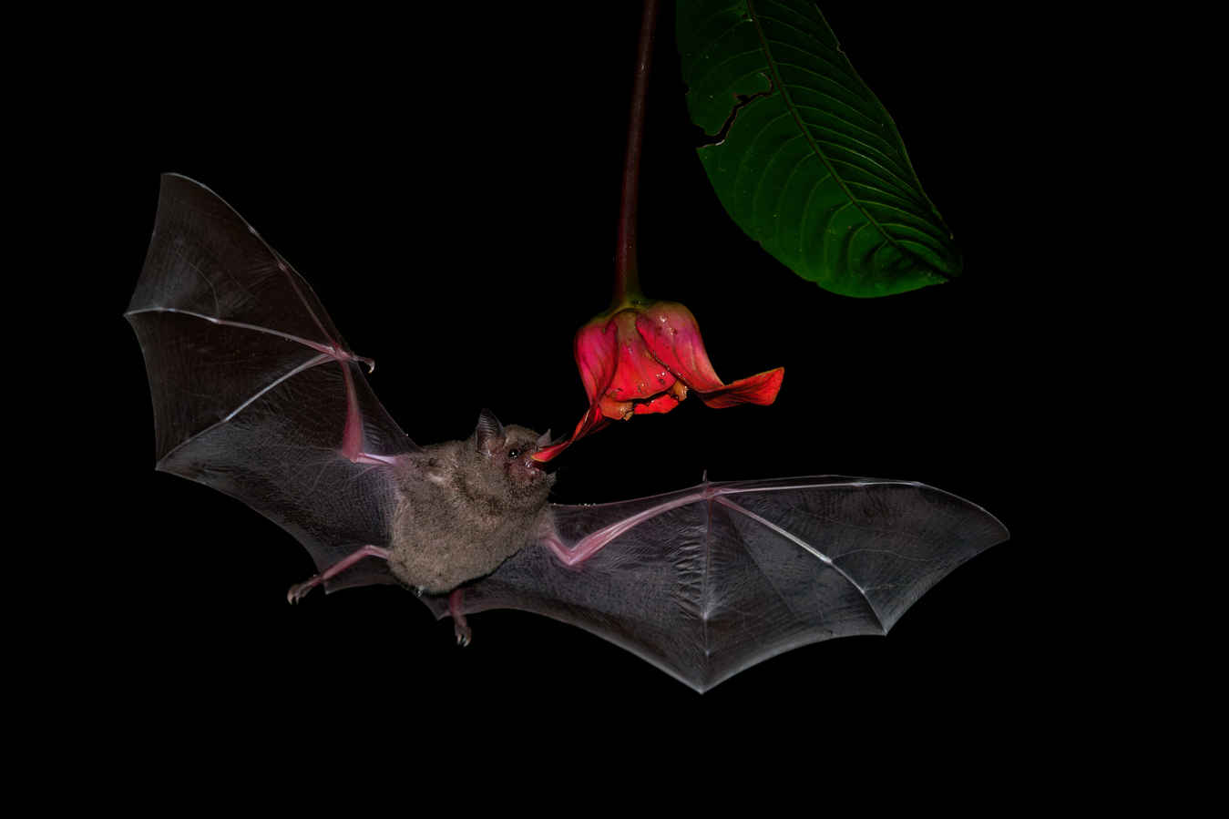 What is Wildlife Photography? Definition: Types, Techniques & Ethics 7 A bat in flight feeding on a flower in total darkness with flash illumination