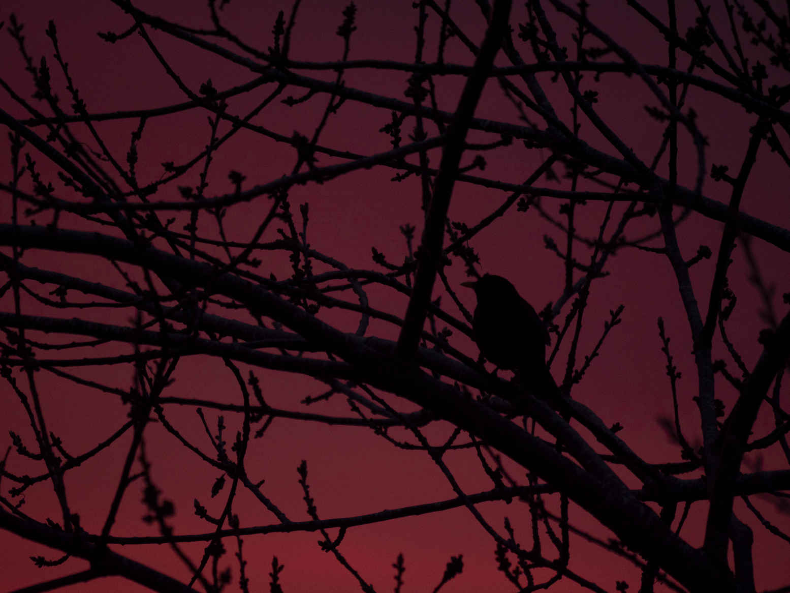 What Is Magic Hour in Photography? What It Is & How to Shoot It 6 Silhouette of a blackbird perched in a tree with bare branches at sunset, red and purple sky in background