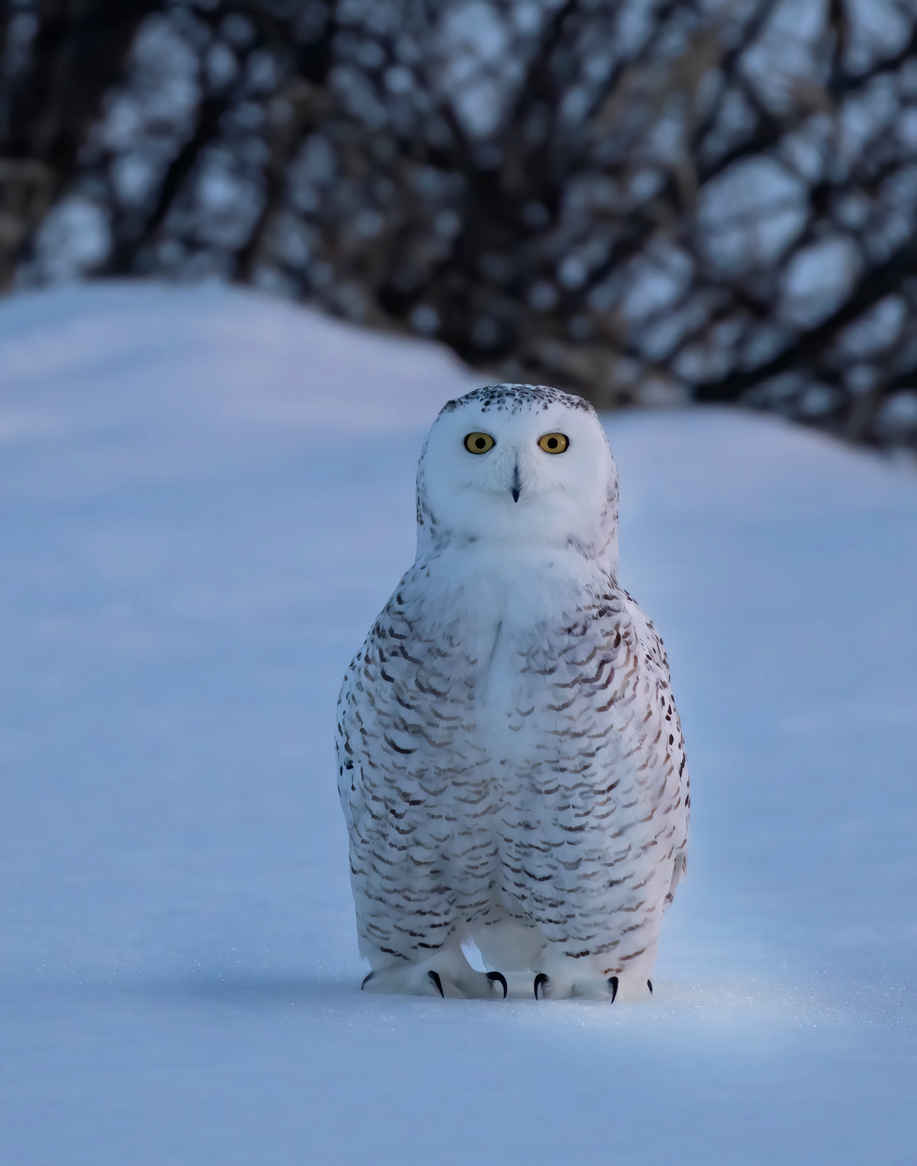 What is Natural Light Photography? Definition & How to Use It 10 Snowy owl standing on snow during blue hour, lit with soft, cool ambient light and no direct sunlight.