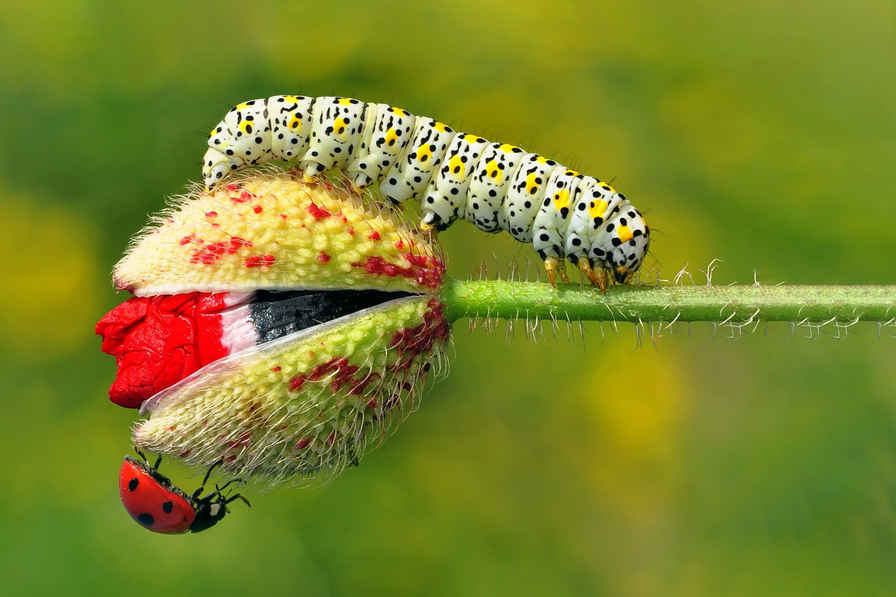 What is Wildlife Photography? Definition: Types, Techniques & Ethics 6 A spotted caterpillar on a red flower bud with a ladybug climbing below