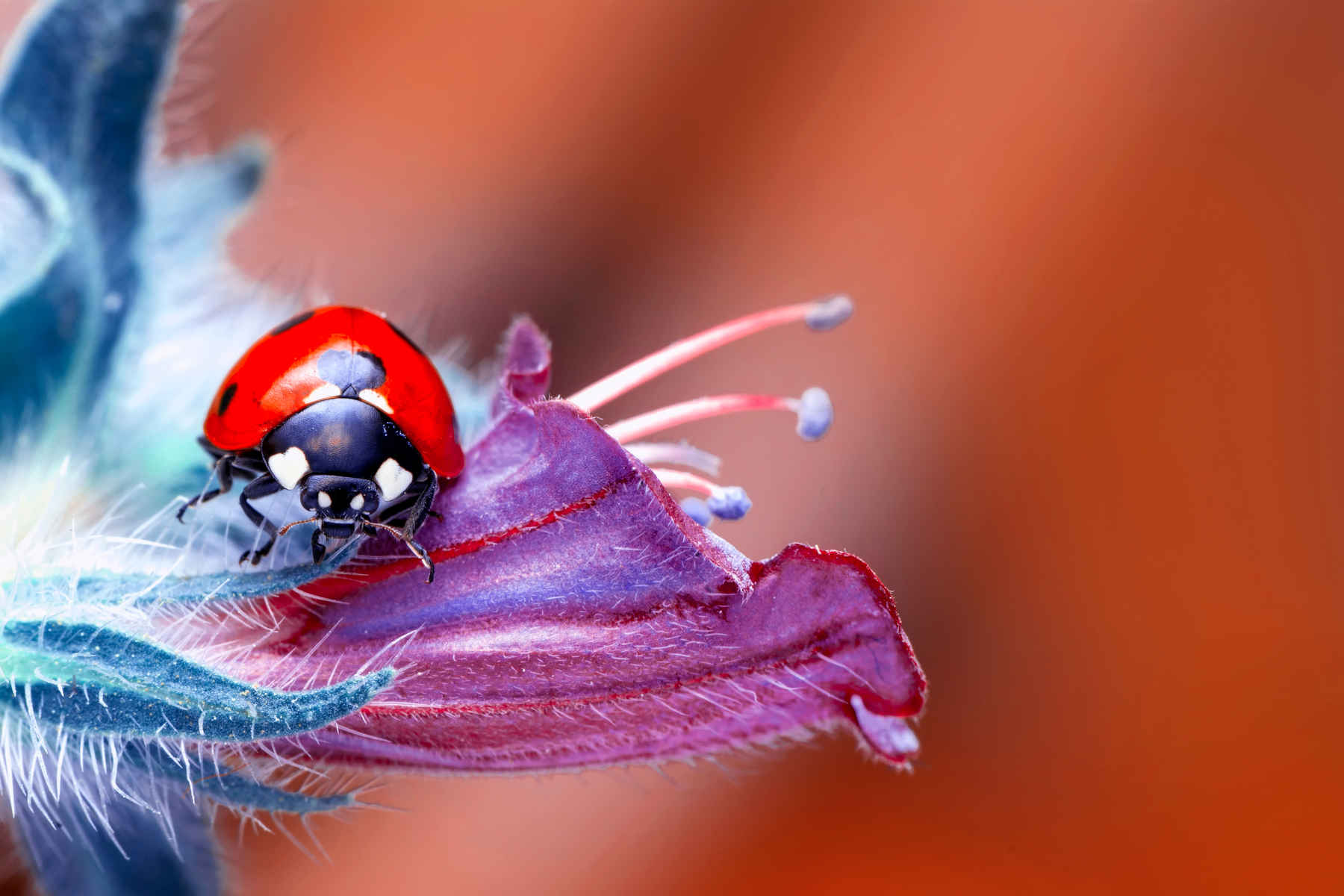 What Is Macro Photography? Definition, Gear & Techniques 6 Close up of a ladybug on a purple flower