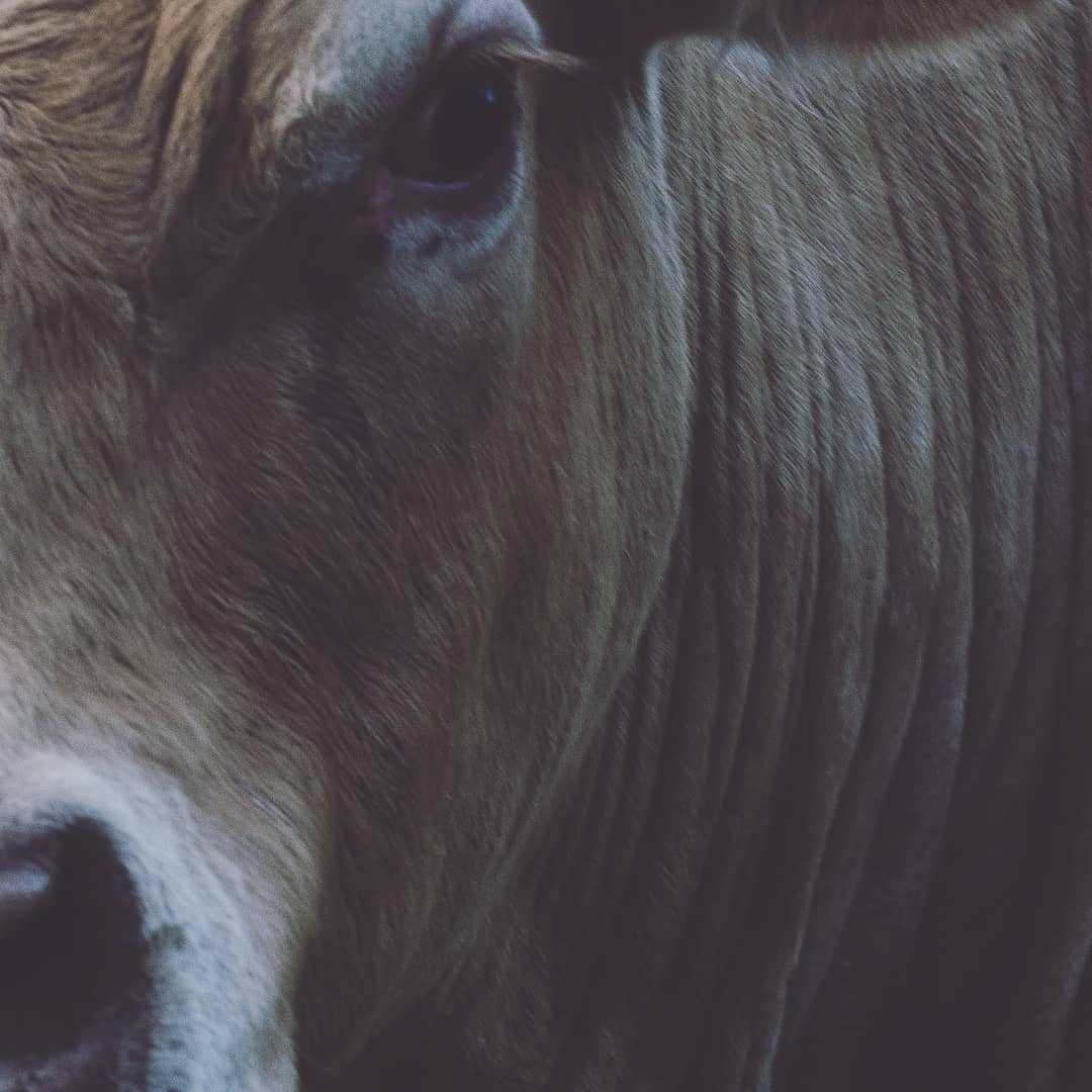 Types of Photography: Genres, Styles & Techniques Explained 29 A photograph showing a section of a cow (half the head and some of the neck) filling the frame.