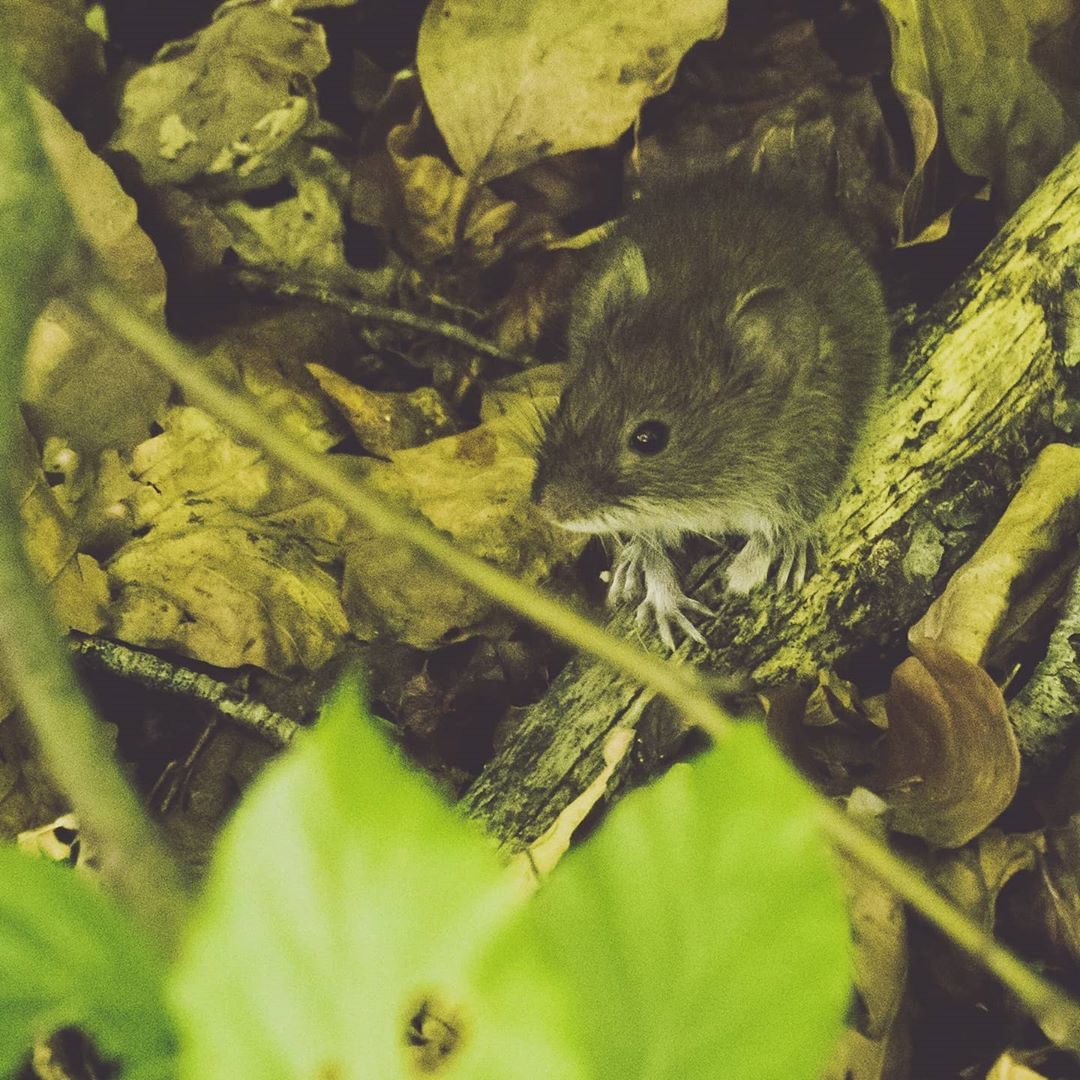 What is Wildlife Photography? Definition: Types, Techniques & Ethics 10 A small forest mouse perched on a mossy branch surrounded by leaves and twigs