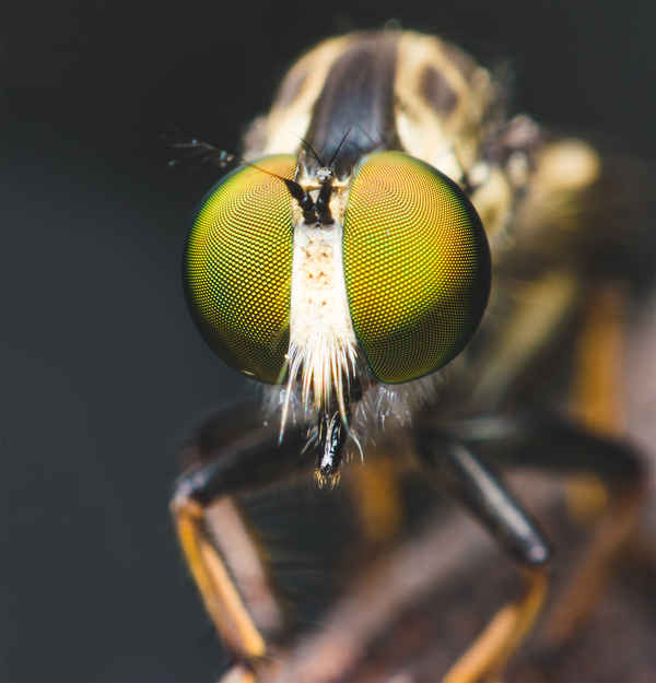 What Is Macro Photography? Definition, Gear & Techniques 8 Extreme close-up of a fly showing sharp compound eyes and blurred background.