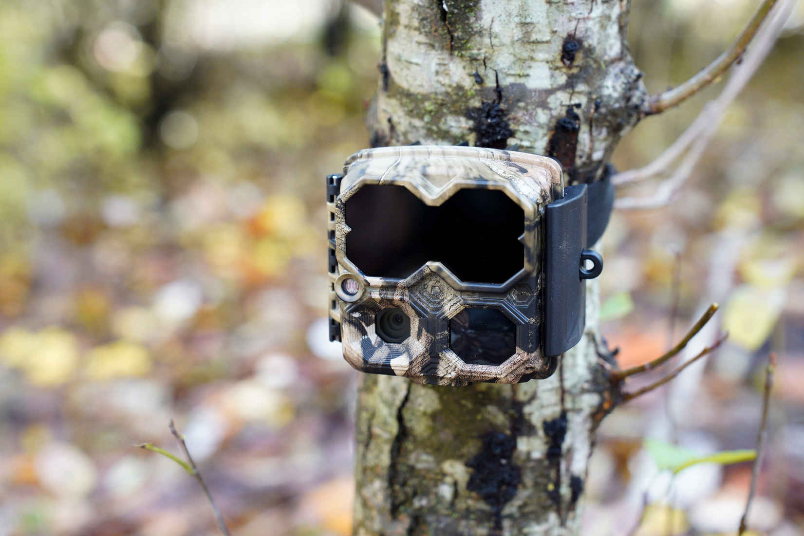 What is Wildlife Photography? Definition: Types, Techniques & Ethics 11 A camouflaged trail camera strapped to a tree trunk in autumn woods