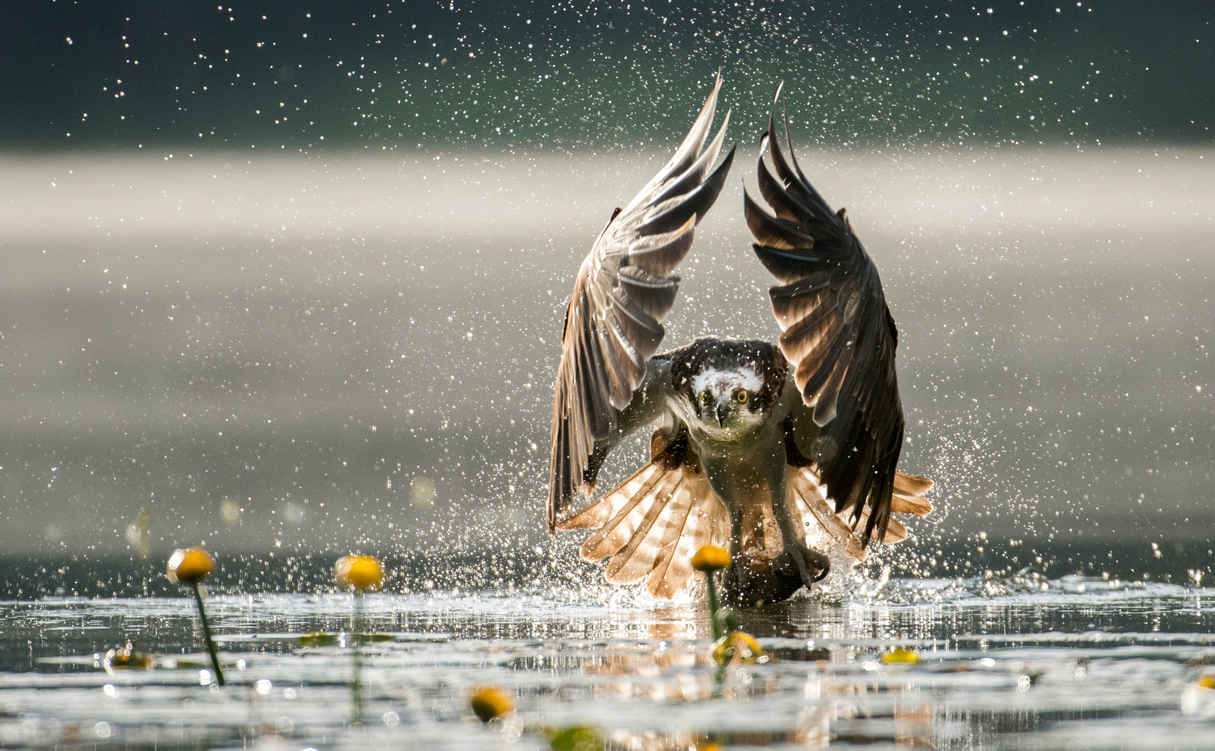 What is Wildlife Photography? Definition: Types, Techniques & Ethics 4 An osprey splashing down with wings raised after catching prey in the water