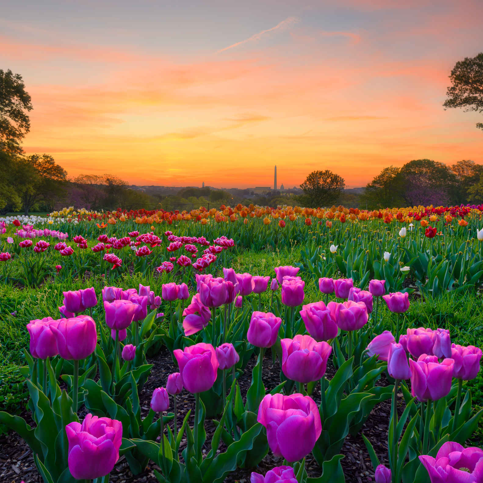 Types of Photography: Genres, Styles & Techniques Explained 31 Focus-stacked photo of tulip field at sunrise near the Netherlands Carillon, showing vibrant flowers and soft light across the landscape.