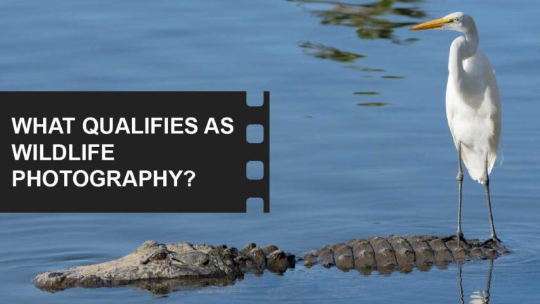 Photography: Capture the World Through Your Lens 37 What is Wildlife photography definition featured image