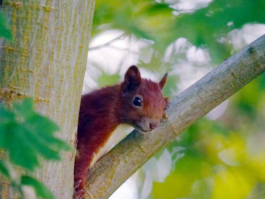 Types of Photography: Genres, Styles & Techniques Explained 19 A red squirrel peeking from behind a tree trunk captured with a telephoto lens