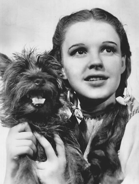 What Is a Unit Still Photographer? Definition and Job Description 4 Judy Garland as Dorothy Gale and Terry as Toto