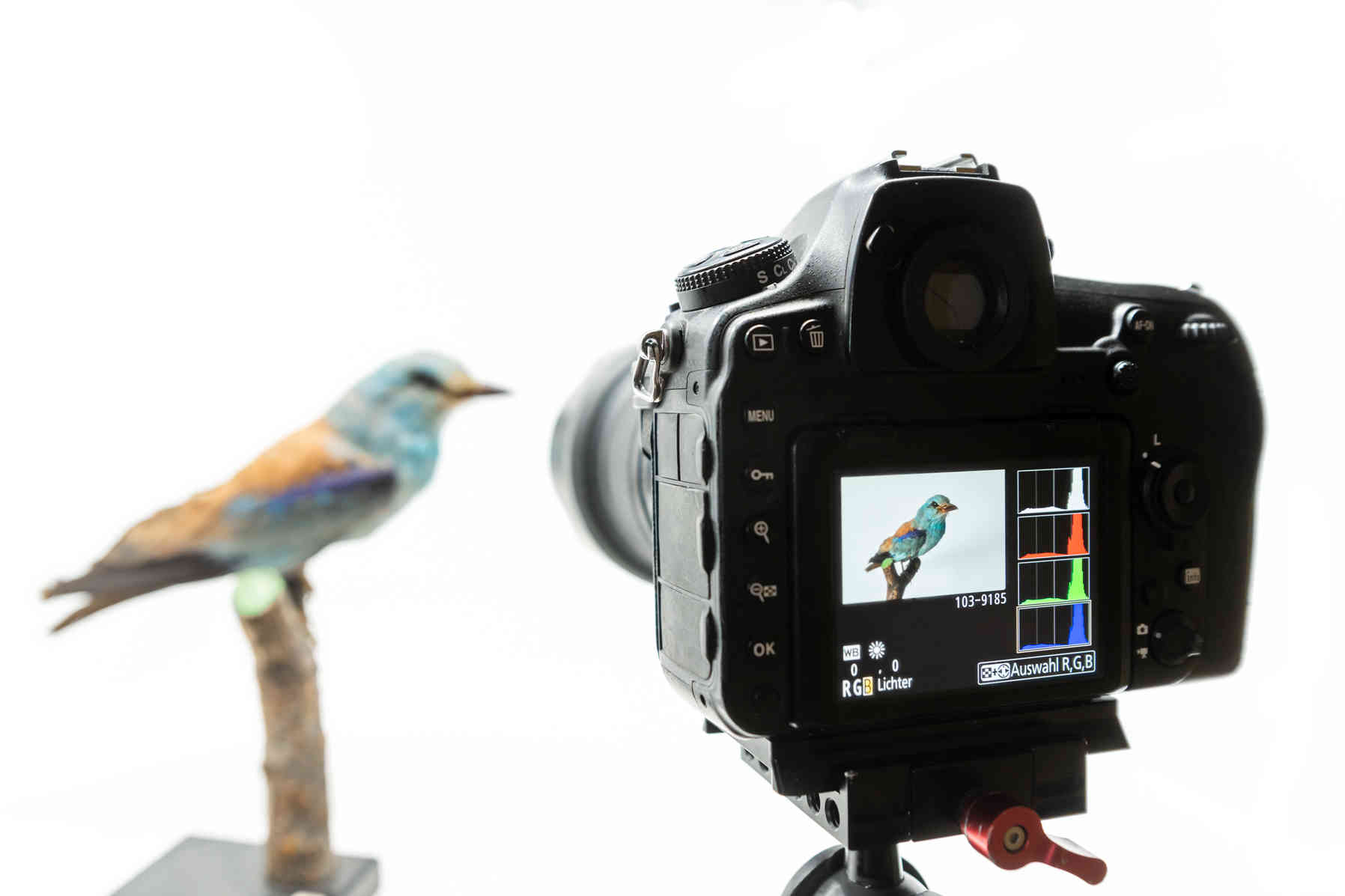 What Is a Histogram? Definition and How to Read It for Exposure 5 Rear view of a DSLR camera on a tripod; the screen shows a bird photo and an RGB histogram with separate red, green, and blue graphs, with the real bird blurred in the background.